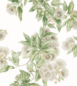 Camellia Garden Wallpaper by Anna French Spring on White